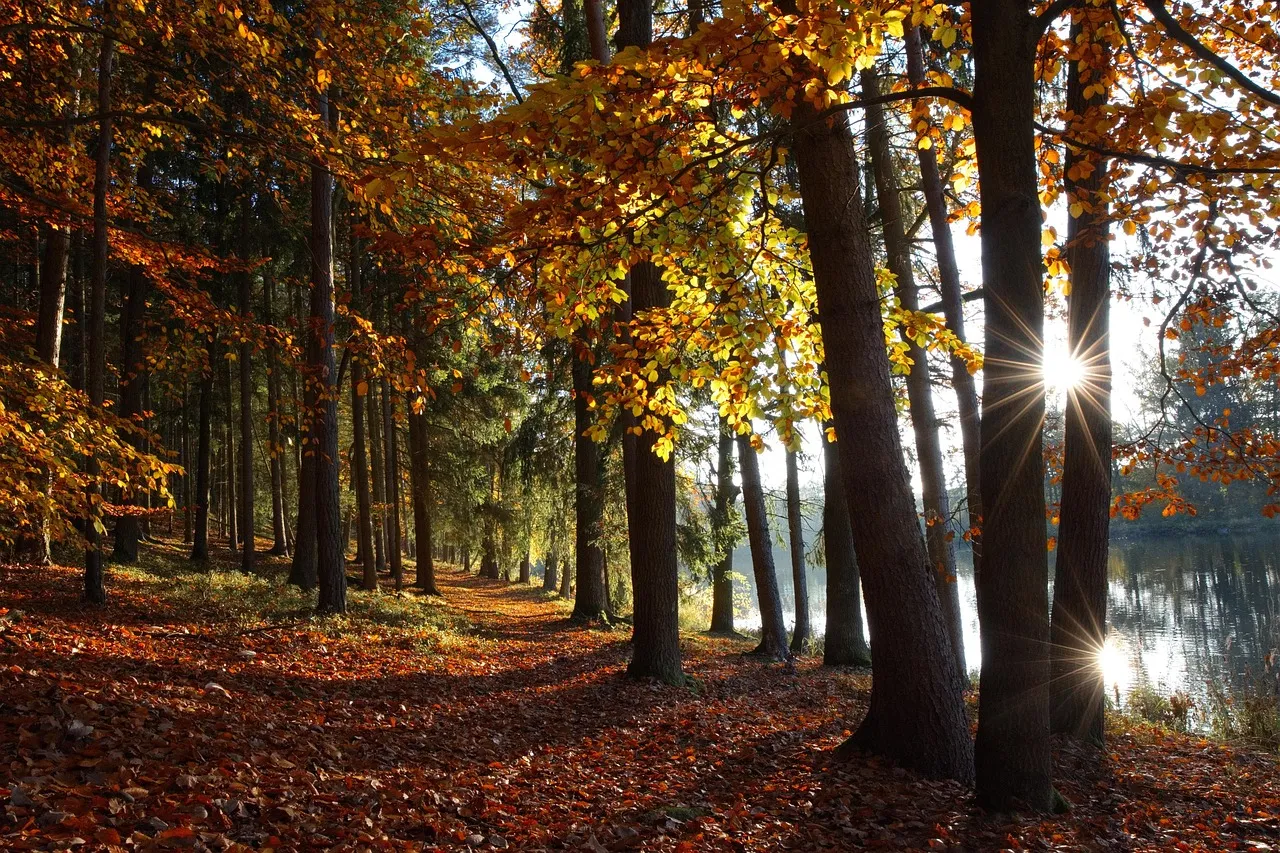 Bosque en otoño con sol entre los árboles